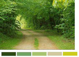 Цветовая схема гаммы красок леса